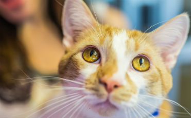 Cat - Animal Care & Control Adoption